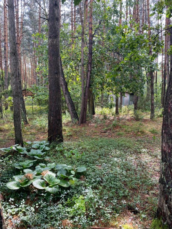 Przytulny Domek W Lesie Blisko Rzeki Ryczywol  Exterior foto
