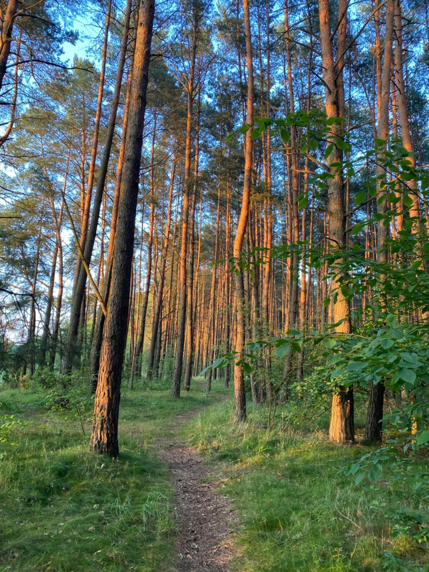 Przytulny Domek W Lesie Blisko Rzeki Ryczywol  Exterior foto